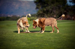 Honey & Tessa Looking at Each Other_sm